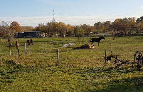 Mühlenberger Ponyhof - Foto 23