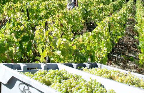 Quinta da Timpeira - Foto 30