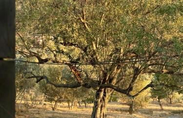 Kontos Village House - Foto 7