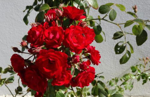 Falésias da Arrifana - Foto 15