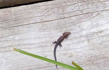 The old hayloft on 22 acre country smallholding - Foto 54