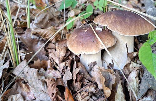 Łabądkowo - Foto 66