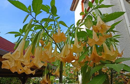 Urlaub mit Charme in der kleinsten Stadt der Pfalz. - Foto 59