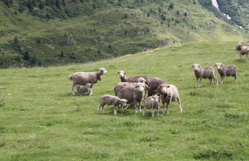 Le Cottage des Sybelles - Photo 31