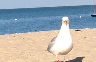 Les Agapanthes - Foto 15