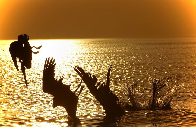 Beach Castle Resort by RVA - Foto 77