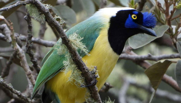 One of the birds we might see