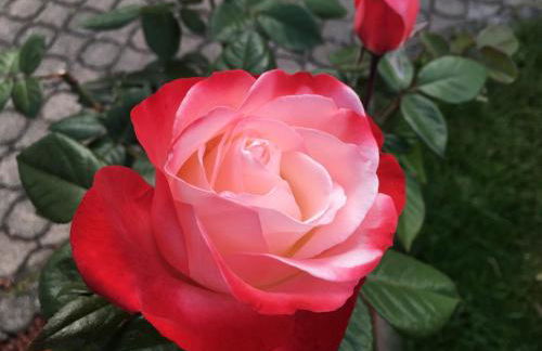 Ferienwohnung Evelyn und Reinhard Himmler - Foto 46