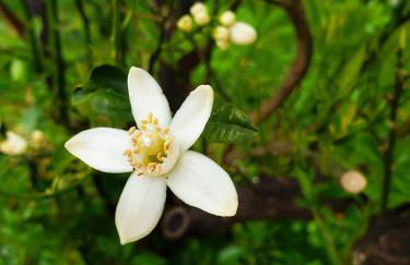 Anna's Stone House - Foto 53