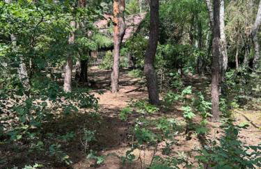 Leśna Chata Arciechów - Foto 20