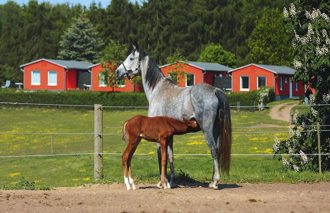 Ferienhaus am Garder See Inselblick - Foto 30