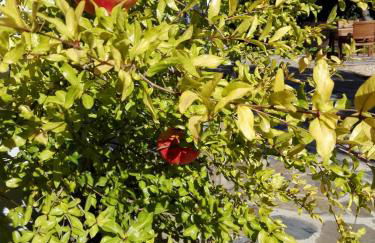 Casas de Campo do Castro da Cola - Foto 23