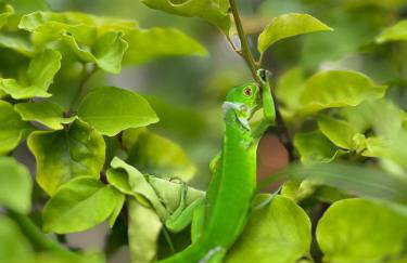 Fazendinha Parque Raposa - Foto 18