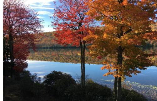 Harmony in the Woods - Foto 26