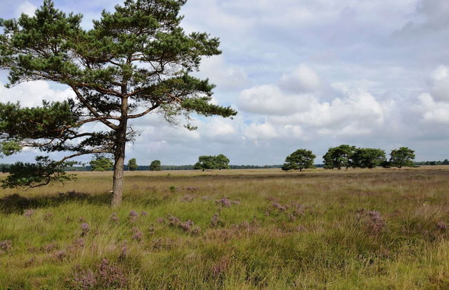 A Detached Bungalow With Outdoor Fireplace, Covered Terrace and Pond in a Forest Plot - Photo 59