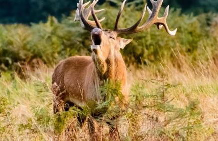 Le Mazet de la Régordane - Foto 14