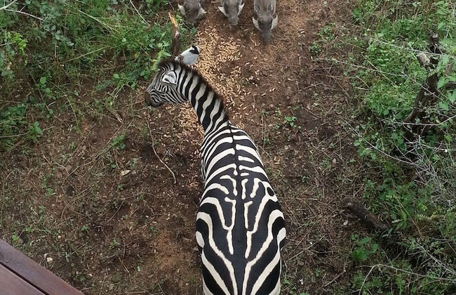 Lion Tree Bush Lodge - Foto 39