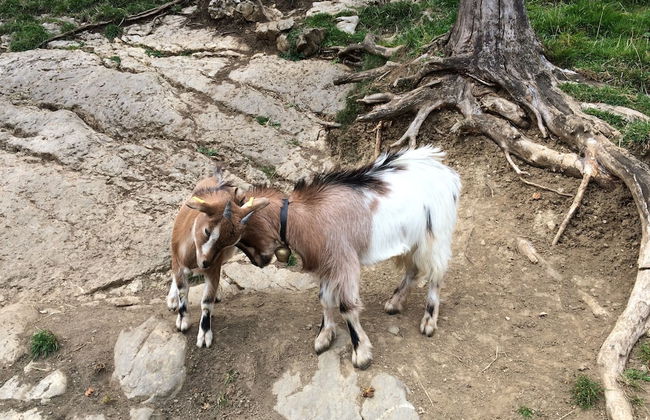 Spacious, Inviting Apartment Near Fussen in the Allgau Region in Bavaria - Foto 13