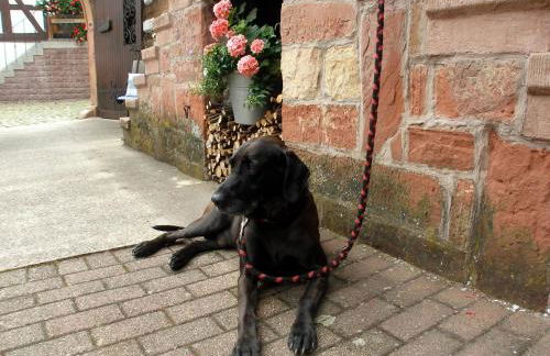 Gästehaus im Malerwinkel-Rhodt - Foto 25