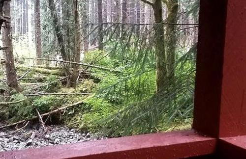 Charming A-Frame Cabin Rental on Prince of Wales Island in Hollis, Alaska - Foto 6