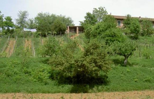 Agriturismo Cascina degli Ulivi - Foto 18