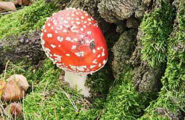 Ferienwohnung MW 1b 82m2 Höxter Weserbergland Weser inkl 2 Terrassen Wäsche und Endreinigung Self CheckIn - Foto 54