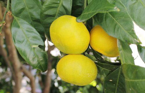 Apartments Sirena Korčula - Foto 34