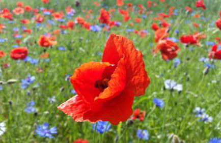 Ferienwohnungen Dirk Laurisch - Foto 51