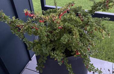 Stodoła 55 - Foto 52