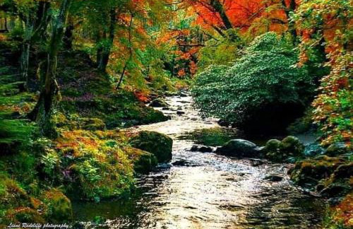 Bryansford Cottage Stables - Foto 29