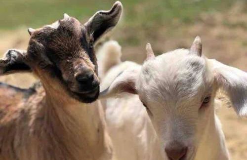 Airstream at a Petting Zoo w/ Hot Tub - Foto 16