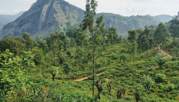 Tour privado por Ella - Foto 2, Disfrutando de la caminata por Ella