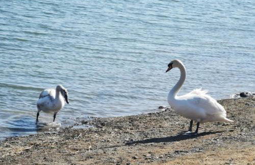 Sielanówek - Orzechowa Chatka z sauną wanną termalną jacuzzi - Foto 34