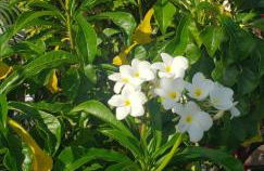 Casa Jardim e Praia em Cabo Frio - Foto 39