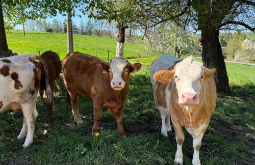 Lauenhainer Alm - Foto 25