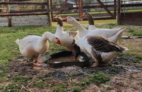 Ferienhaus Q1, Ruhe und Erholung in der Eifel - Foto 39