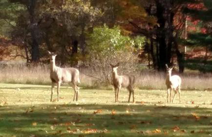 Log Cottage on Blue Lake - Foto 5