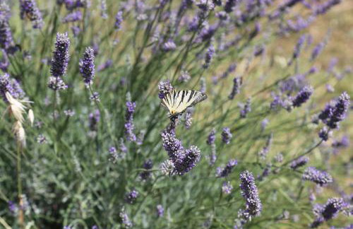 Apartment Drazan - Foto 61