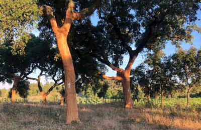 Quinta da Trombeta - Foto 22