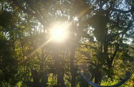 Sítio Lamounier - Foto 18