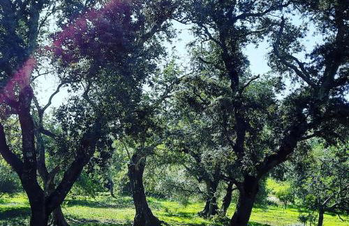 Quinta das Pedras - Tavira - Foto 19