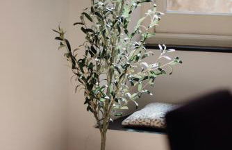 L'ulivo e il colibrì - Foto 15