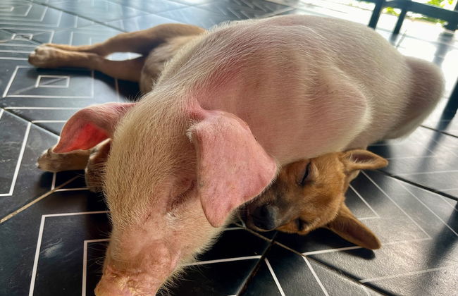 Nguyen Shack Retreat - Foto 50