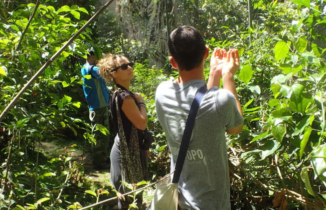 Avistamento de aves e bichos-preguiça em San José - Foto 8
