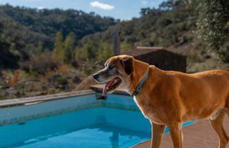 Casas de Campo do Castro da Cola - Foto 29