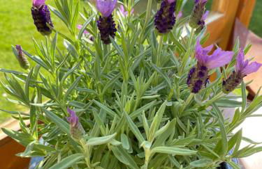 Grenzblick in Isselburg-Anholt - Photo 17