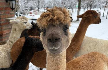 Kuća za odmor Raguž - Foto 13