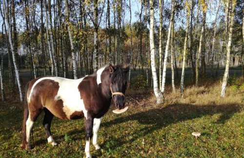 Domek Drewniany - Foto 37