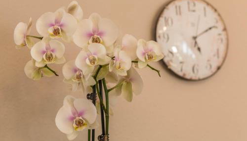 Ferienwohnung Schürer - Foto 5