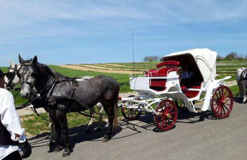 Apartments with parking space Marusevec, Zagorje - 23936 - Foto 19